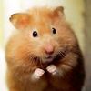 g_hamster6