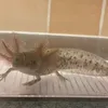floppy_the_axolotl