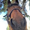 ponyomuffin