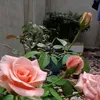 30520324857