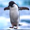 arpenguin