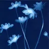 clauds_r
