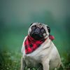 hershey_the_pug17