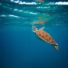 turtleman767