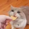 woahjob