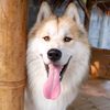 siberianbangkaew25102564