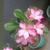 ratuhalu66