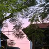 ttrang212