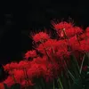 phuongbe2003