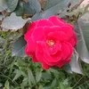 hongnguyen_1310