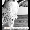 .islam344