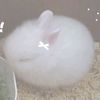 honeybunny.pop