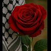 hoyeda_5