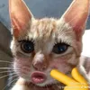 _matchalatte24607