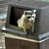trashpandaaaaa56