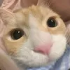 chounganie