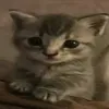 filet_