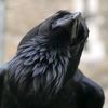 thedarkraven6909