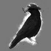 crow_27