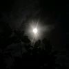 rhoeas_444