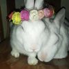 bunnyfunnyjunior123