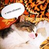 hi_im_dashulya