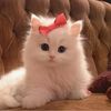 dhagdher1