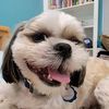 shih_tzu_louie