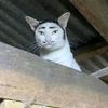 gyuram137