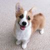 tofu_corgi