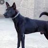 kldoggggg