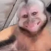 kisucko