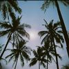 beachtree01
