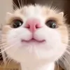 cute2k3boy