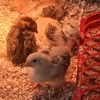 chicken_coop_live