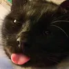 fostercats