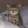 haliya_6