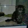 gizmo_grz.2