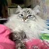 tanushka_442