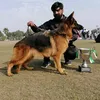 bbajwa445