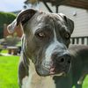 thebestpittie