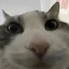 fraser.69