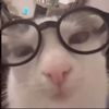 ballincat.43