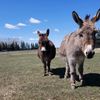theminidonkeys