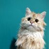 rawan.simba