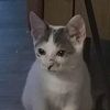 toos1gma