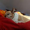 novaisagoodboy