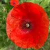 poppy8765