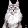 maysuna_moha