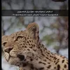 hamapashaei4